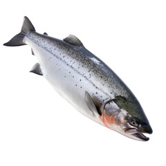 Naklejka premium A fish that is flying through the air. Isolated on white. Transparent PNG. Generative AI