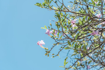 Tabebuia heterophylla, Roble blanco, pink manjack, pink trumpet tree, white cedar, and whitewood. Diamond Head Crater, Honolulu, Oahu, Hawaii