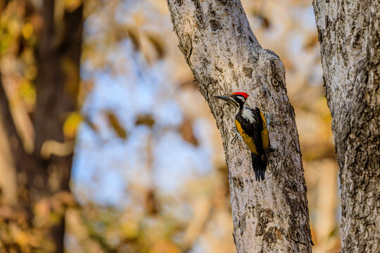 black-rumped flameback woodpecker on a tree trunk
