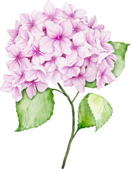 Hydrangea Bouquet Watercolor