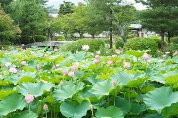 Foto op Plexiglas kyoto garden japane japanese osaka © 은영 이