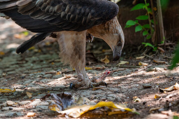 The white bellied sea eagle, Haliaeetus leucogaster, also known as the white breasted sea eagle, is a large diurnal bird of prey in the family Accipitridae