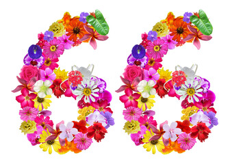 The shape of the number 66 is made of various kinds of flowers petals isolated on transparent background. suitable for birthday, anniversary and memorial day templates