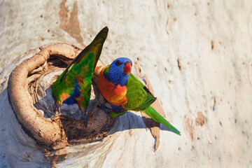 Fototapete bei efototapeten.de bestellen   