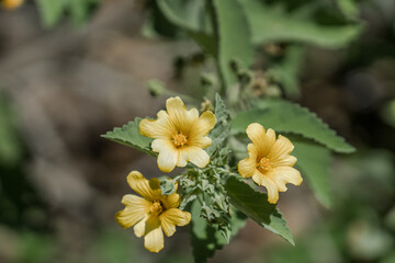 Sida fallax,  yellow ilima or golden mallow, herbaceous flowering plant in the Hibiscus family,...