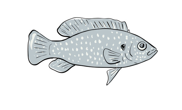 Cartoon style drawing sketch illustration of an African jewelfish, Hemichromis bimaculatus, jewel cichlid or jewelfish fish of the Gulf of Mexico on isolated white background.
