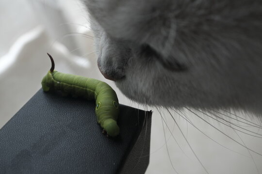 Close Up Of A Cat With A Caterpillar On A White Background