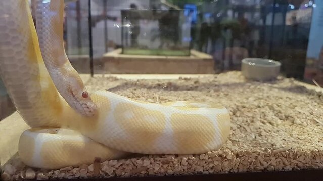 Footage of An Albino Ball Python snake in slow moving motion, yellow white color, red eyes, sliding and flicking tongue, young animals, Python regius, Albino Burmese pythons