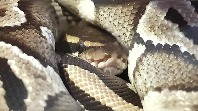 Footage of Python molurus bivittatus snake, Burmese Python, Reticulated Python in lying still and breathing, Python regius, Albino Burmese pythons