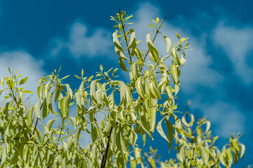 Santalum album, or Indian sandalwood, is a small tropical tree, and the traditional source of...