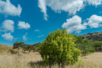 Santalum album, or Indian sandalwood, is a small tropical tree, and the traditional source of sandalwood oil. Diamond Head  Crater, Honolulu, Oahu, Hawaii