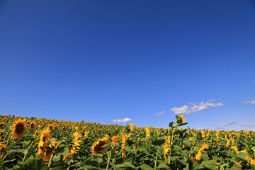 Fototapeta na wymiar incredibly beautiful sunflowers in the field