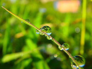 Glistening Elegance: Capturing the Beauty of Morning Dew in the grass. 