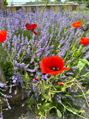 Obraz premium Lavender field with vibrant deep red poppy flower blossoms interspersed among the purple blossoms of the lavender plants - in Kazanlak, Bulgaria