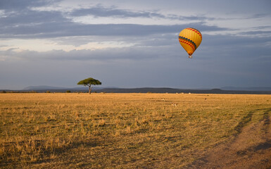 Obraz premium Hot air balloon is flying in the blue evening sky over the African savannah