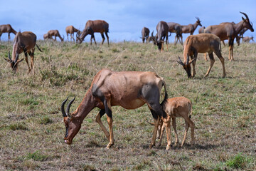 Naklejka na ściany i meble Herd of Bubal antelopes grazing