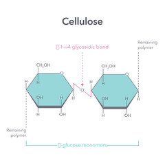 Cellulose structure science vector illustration diagram