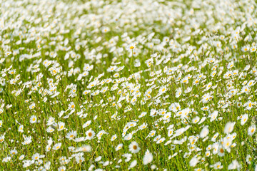 Daisy Chamomile background. Beautiful nature scene with blooming chamomilles in sun flare. Sunny day. Summer flowers.