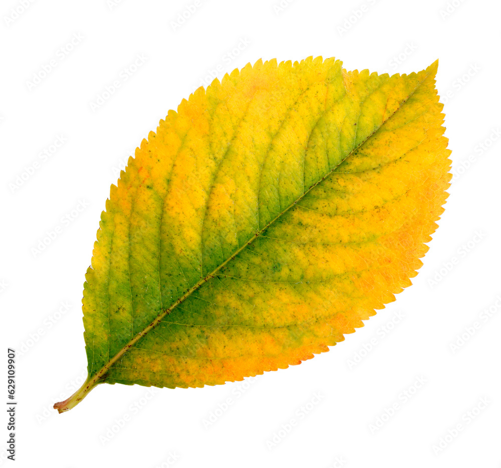 Wall mural fall leaf of the chokeberry isolated on a transparent background. autumn herbarium.