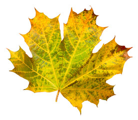 Yellow autumn maple leaf isolated on a transparent background.  Herbarium.