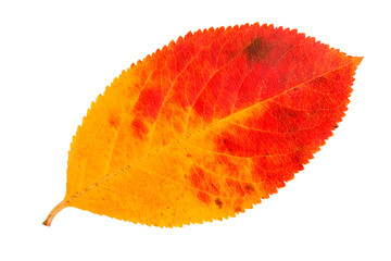 Fall leaf of the chokeberry isolated on a transparent 
 background.  Autumn herbarium. 