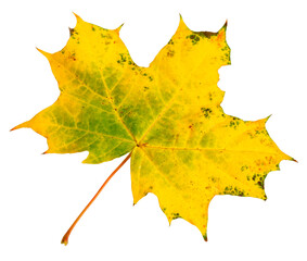 Yellow autumn maple leaf isolated on a transparent background.  Herbarium.