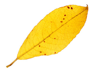 Yellow autumn leaf isolated on a white background.  Herbarium. One willow leaf. 
