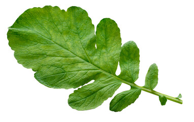 Green radish leaves isolated on a transparent 
 background. The tops of the root crop. One leaf....