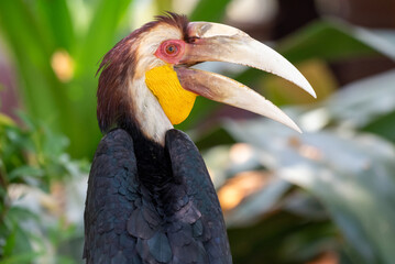 Close up of a male Rhyticeros undulatus bird, The wreathed hornbill is perching on a tree in Borneo forest