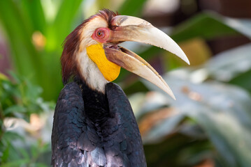Close up of a male Rhyticeros undulatus bird, The wreathed hornbill is perching on a tree in Borneo forest