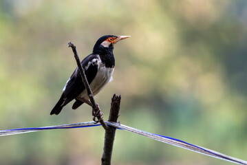 Starling Bird perching on cablech, Sturnus contra, The Indian pied myna or Gracupica contra is a species of starling 