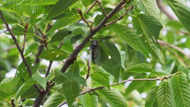 新緑の葉にとまる蝉と鳴き声