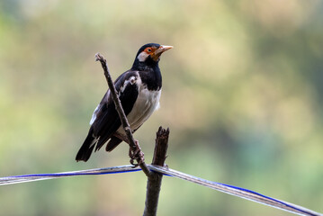 Starling Bird perching on cablech, Sturnus contra, The Indian pied myna or Gracupica contra is a...