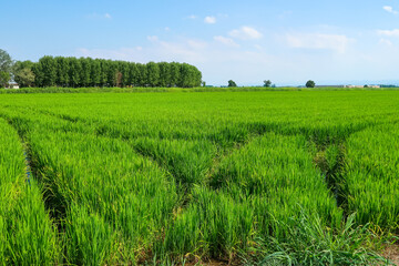 Fototapeta premium Po Valley Italy panorama landscape fields crops corn wheat soy agriculture