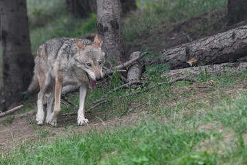 Naklejka na ściany i meble Into the wild, Italian wolf in the woodland (Canis lupus italicus)