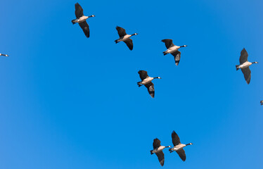 Canada geese in formation flight in front of blue sky