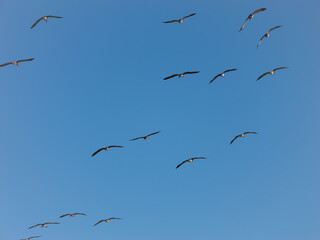 Canada geese in formation flight in front of blue sky