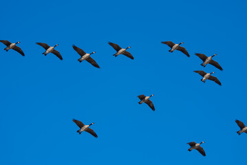 Canada geese in formation flight in front of blue sky