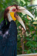 Close up of a male Rhyticeros undulatus bird, The wreathed hornbill is perching on a tree in Borneo forest