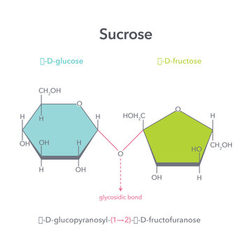 Sucrose disaccharide table sugar vector illustration structure diagram