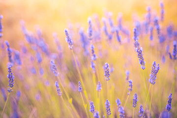 Beautiful sunrise lavender flowers. Romantic love sunset sunlight, blurred floral meadow field. Closeup purple pink blooming lavender landscape. Bright peaceful foliage, serene herbal nature beauty
