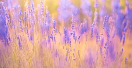 Beautiful sunrise lavender flowers. Romantic love sunset sunlight, blurred floral meadow field....