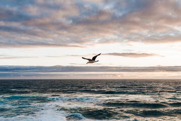 Fototapeta na wymiar Seagull flying at beach