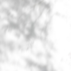 Obraz premium Shadow overlay effect. Transparent tree soft light and shadows from plant branches, leaves and foliage. Mockup of abstract transparent shadow overlay effect and natural lightning scene.