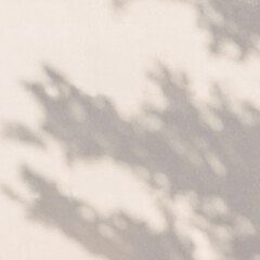 Shadow overlay effect. Transparent tree soft light and shadows from plant branches, leaves and foliage. Mockup of abstract transparent shadow overlay effect and natural lightning scene.