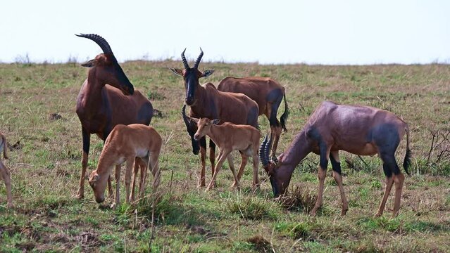 Herd of Bubal antelopes grazing in the savannah in Kenya, Africa
