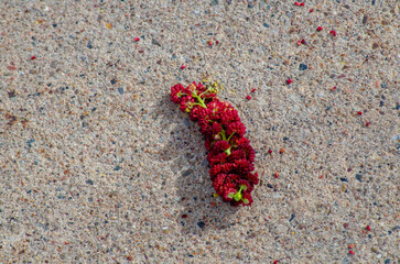 red flower with green stem on gravel creating shadows