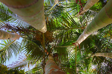 low-angle view of palm trees commonly used for decorating the yard. suitable for backgrounds