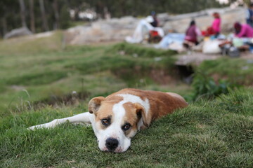 A dog waiting for his busy master in Peru