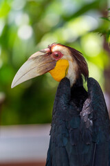 Close up of a male Rhyticeros undulatus bird, The wreathed hornbill is perching on a tree in Borneo forest